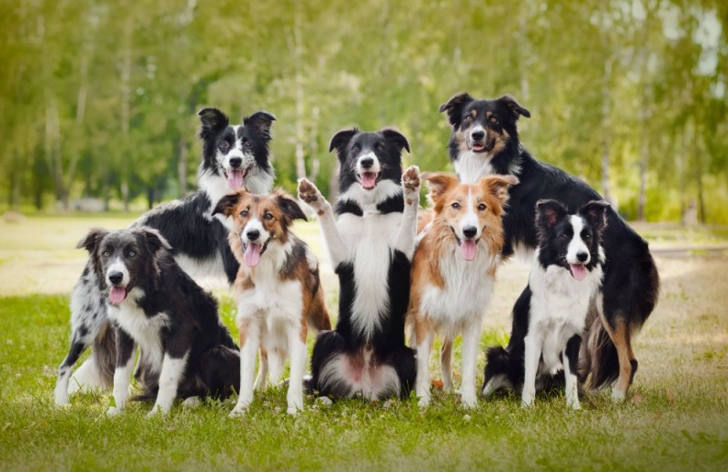 Create meme: collie breed, border collie dog, border collie