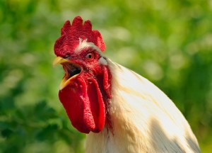 Create meme: petushara, cock head, rooster