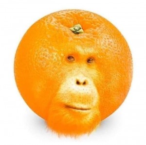 Создать мем: Фрукт, мордочка из апельсина, смешные фрукты