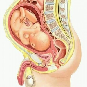 Create meme: Pregnancy human, the cervix during pregnancy, position of fetus before birth