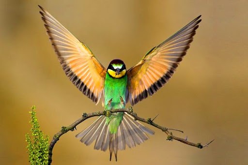 Create meme: bird Hummingbird, birds exotic, effect Kolibri 