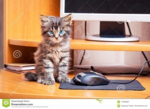 Создать мем: котята, забавный полосатый котенок, Кошка