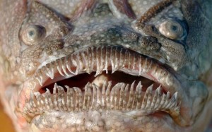 Создать мем: самые страшные морские существа, опасные рыбы, самые страшные рыбы в мире
