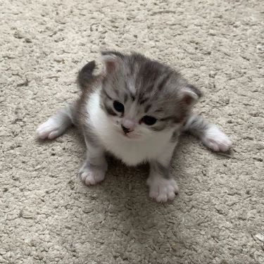 Create meme: the scottish fold kitten, kitties , Scottish