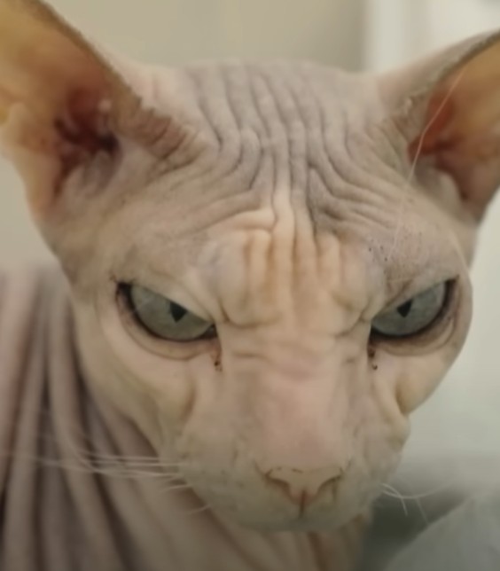 Создать мем: кошка сфинкс, морщинистый канадский сфинкс, лысый кот сфинкс
