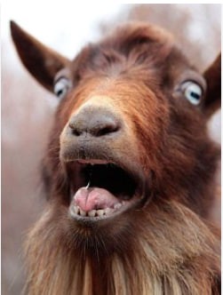 Create meme: funny goat, goat , red goat
