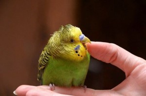 Create meme: budgie green, budgie, wavy parrot