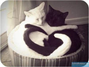 Create meme: cat, cat black with white, Kits