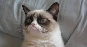 Create meme: grumpy cat, tard, popular cats