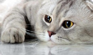 Create meme: Scottish fold, grey cat, Scottish