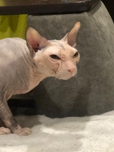 Create meme: Sphynx, Sphynx cats, Sphinx