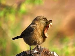 Create meme: jackdaw bird, funny birds, angry sparrow