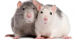 Создать мем: грызуны султан для мышей 400гр/14шт/1495, крыса декоративная, домашняя крыса