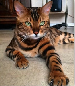 Create meme: Bengal cat, Bengal cat