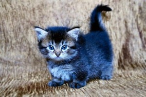 Create meme: pictures of kittens, pedigree kittens, kitties