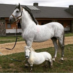 Create meme: breed of horses, andalusian horse breed, a grey horse