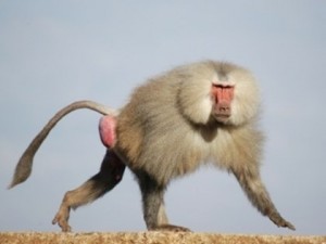 Create meme: baboon, baboon Hamadryad, Hamadryad