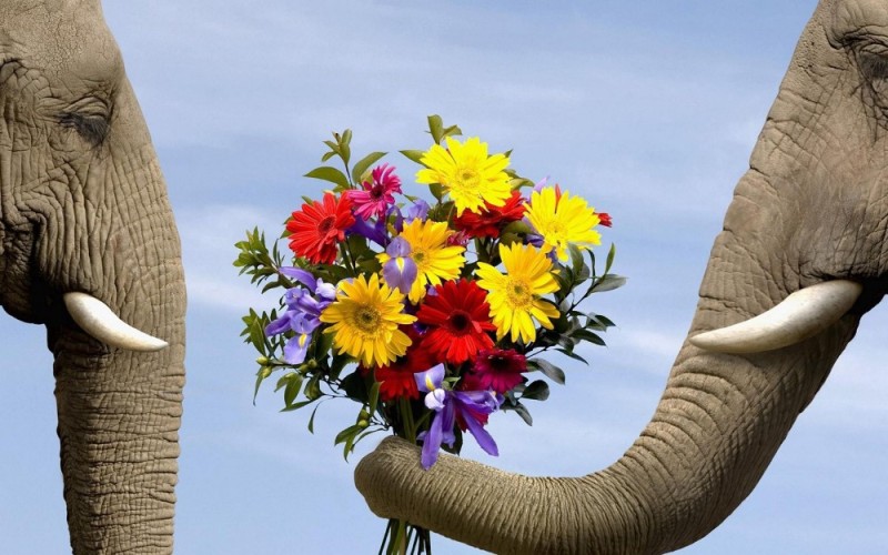 Создать мем: слон хобот, букет слонов, слон цветы