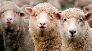 Create meme: wool sheep, Seymour sheep, happy people of Altai sheep