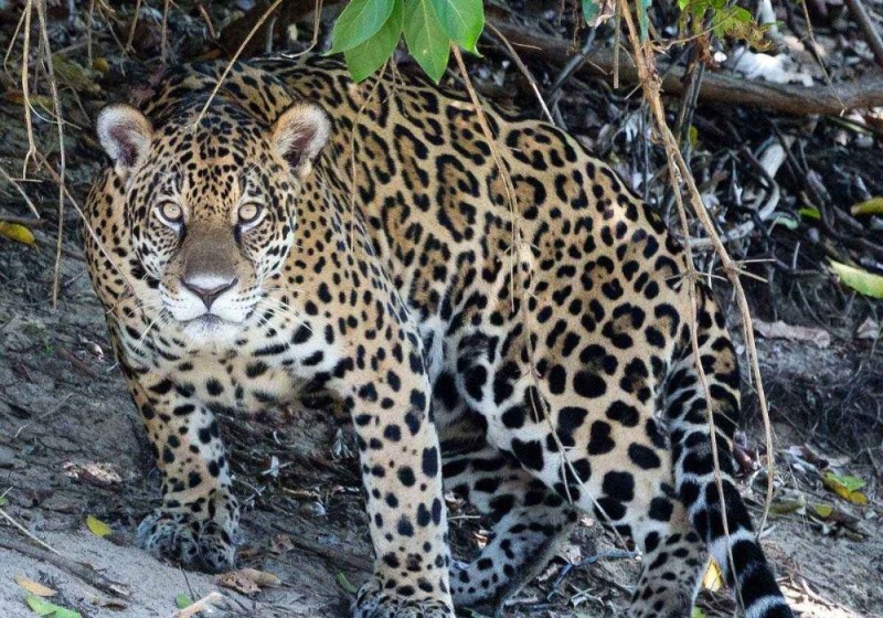 Create meme: amazon jaguar, Jaguar animal, pantanal jaguar