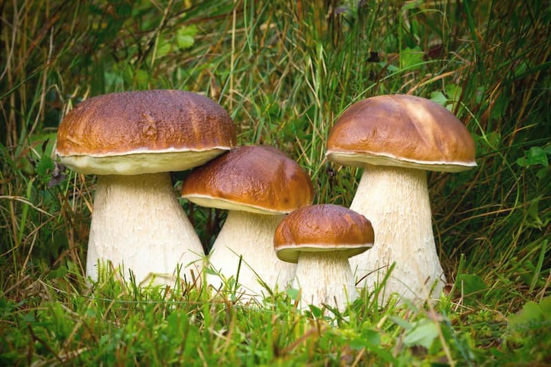 Create meme: mushroom boletus, boletus is a white mushroom, false boletus white mushroom