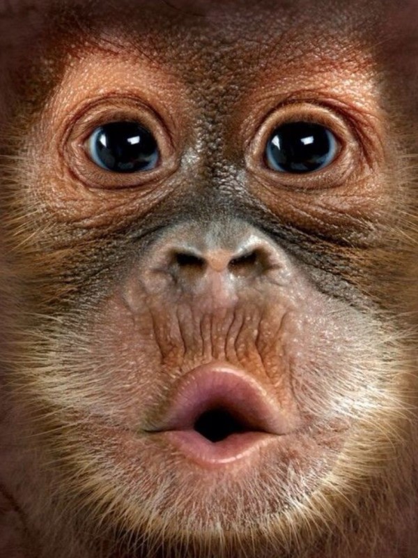 Create meme: muzzle monkeys, monkey face, monkey t-shirt