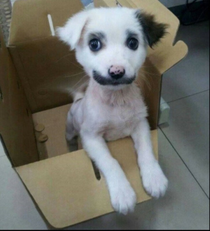 Создать мем: маленькая белая собачка, собаки с необычным окрасом, щенок метис