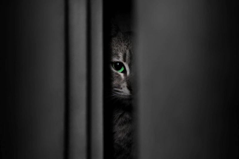 Create meme: peeping cat, peeking from the corner, peek-a-Boo cat 