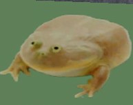 Create meme: frog its wednesday my dudes, memes toad, frogs