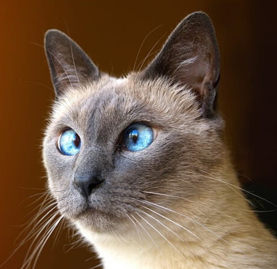 Создать мем: тайская кошка, сиамская кошка косоглазая, сиамский кот