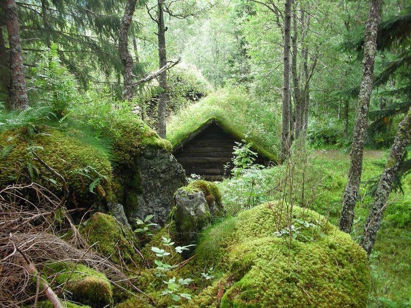 Создать мем: природа, дом в лесу, зеленая крыша