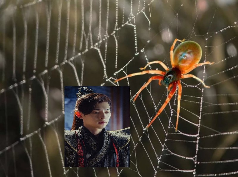 Создать мем: паук паук, паутина паука крестовика, паук приплетает мем