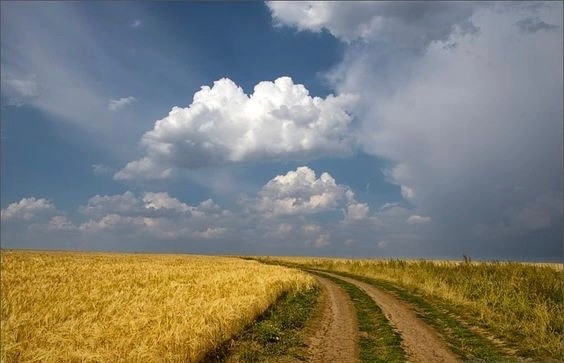 Создать мем: поле русское поле, пшеничное поле, поле дорога