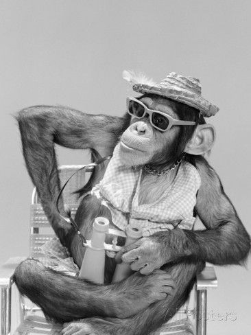Создать мем: шимпанзе, шимпанзе смешные, прикольная обезьяна
