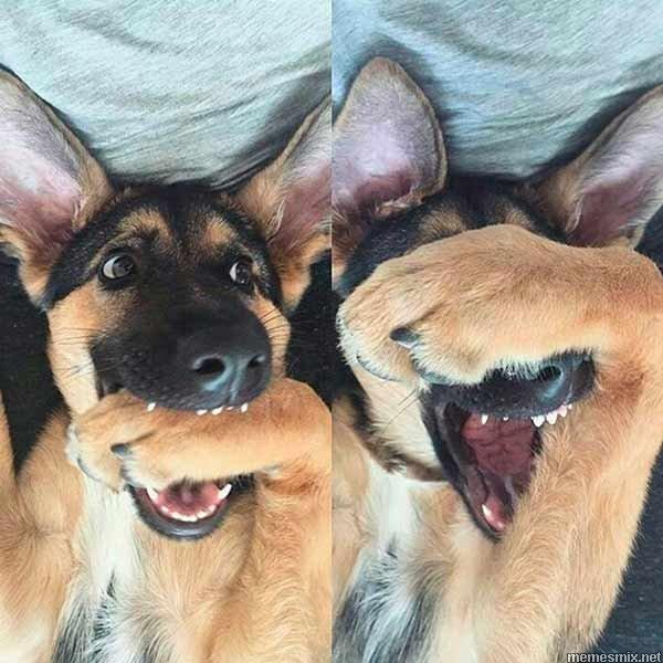 Create meme: the dog laughs, dog fun, funny german shepherd