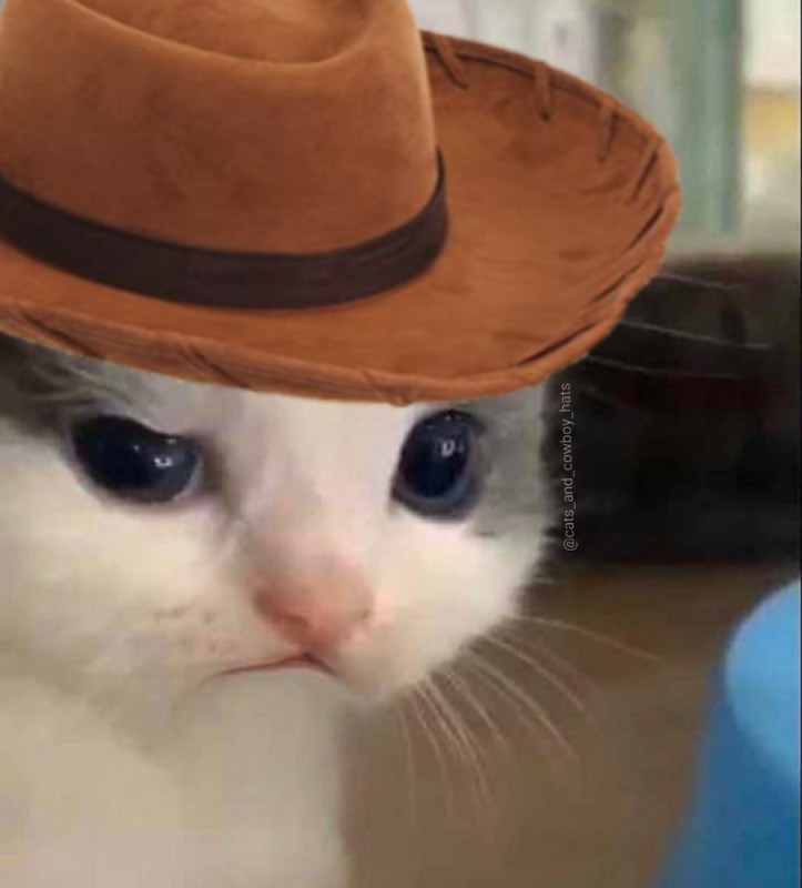Create meme: the cat is sad, cat , cat 