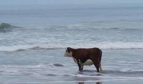 Создать мем: животные, корова на берегу моря, собака