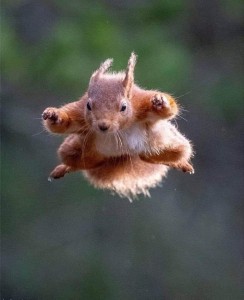 Create meme: protein, flying squirrel