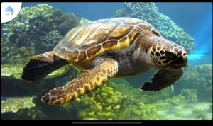 Создать мем: зелёная морская черепаха, пятнистая черепаха, sea turtle