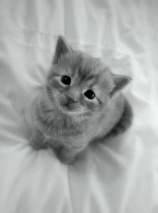 Create meme: cute gray kittens, adorable kittens, cute kittens