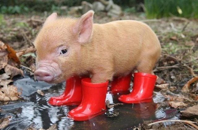 Create meme: mini pigs piggies, grushanina boots, mini pig 