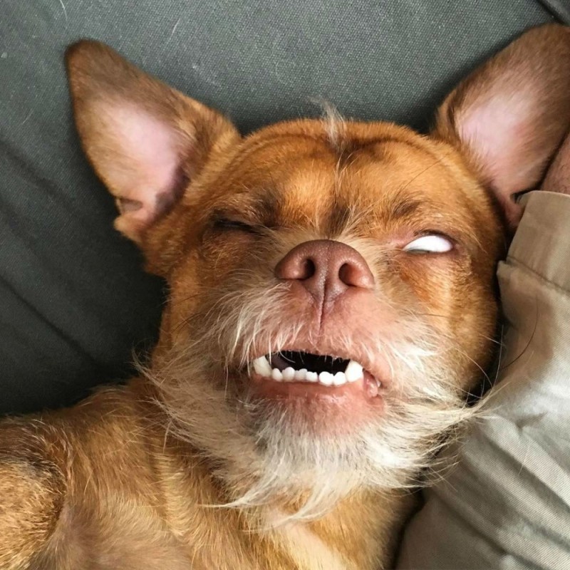 Создать мем: собака со смешной челюстью, смешное лицо собаки, собака со страшной мордой