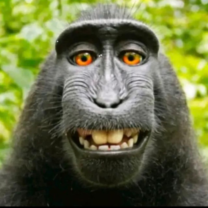 Create meme: monkey , black macaque, selfie monkey 