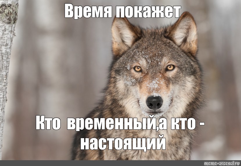 Пусть подскажет. Серый волк Мем. Что умеет делать волк. Волчьи мемы. Волк Мем.