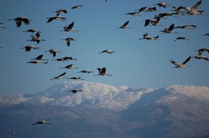 Создать мем: перелетные птицы, Журавли, миграция птиц