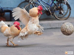 Создать мем: rooster, петушина, поющий петух
