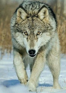 Создать мем: макензенский волк, сибирский волк, северный волк