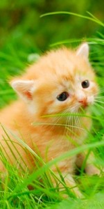 Create meme: cute kittens, cat, the little orange kitten