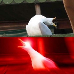 Create meme: screaming Seagull meme original, meme goose deep breath, meme Seagull deep breath