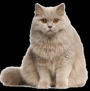 Создать мем: kedi ırkları, британская короткошёрстная, kitten